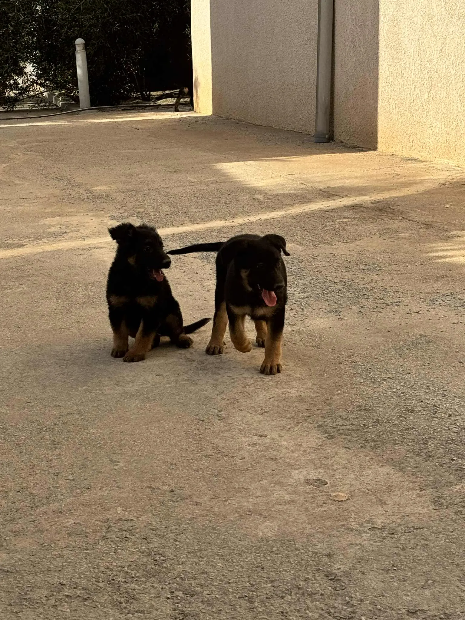 trois petites femelles Berger Allemand à vendre