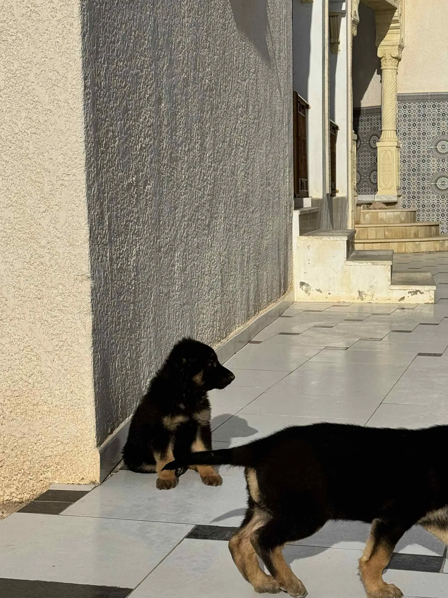 trois petites femelles Berger Allemand à vendre