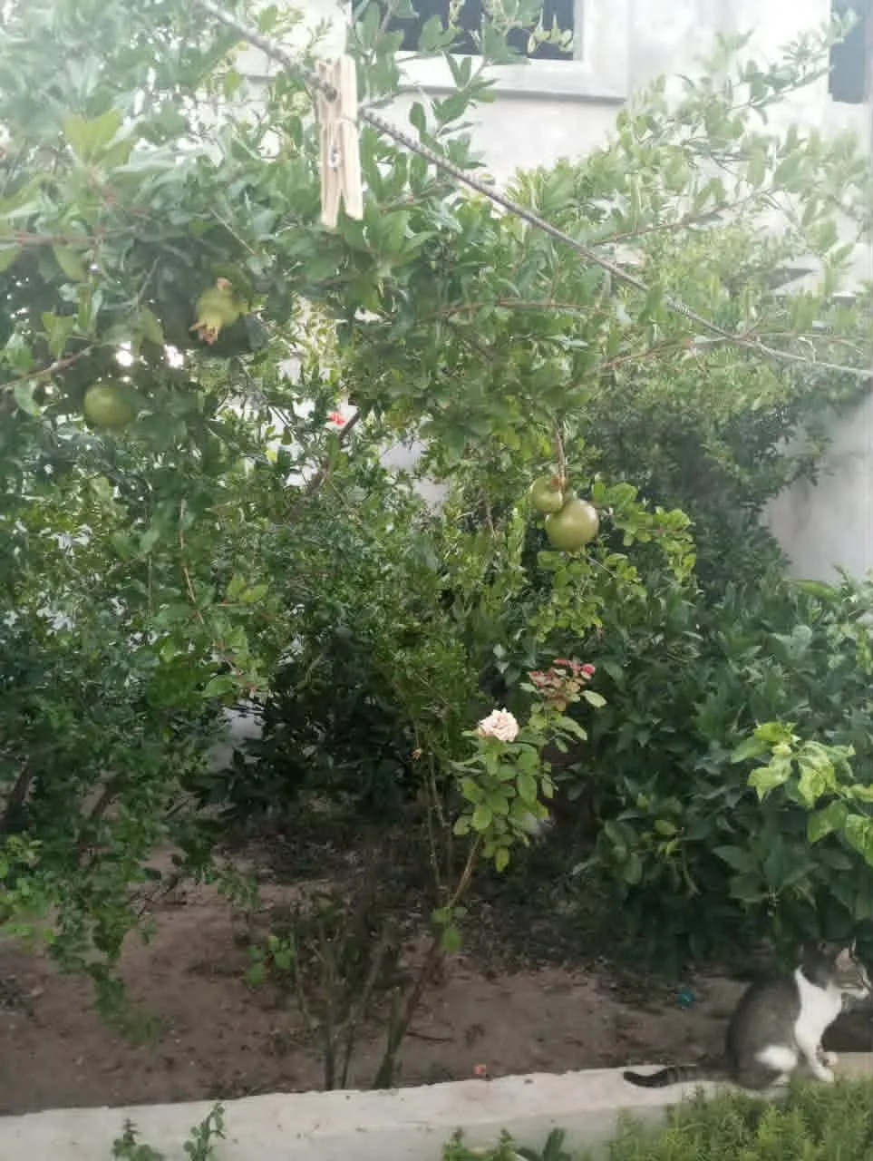 AV maison proche hammamet yasmine 99202001