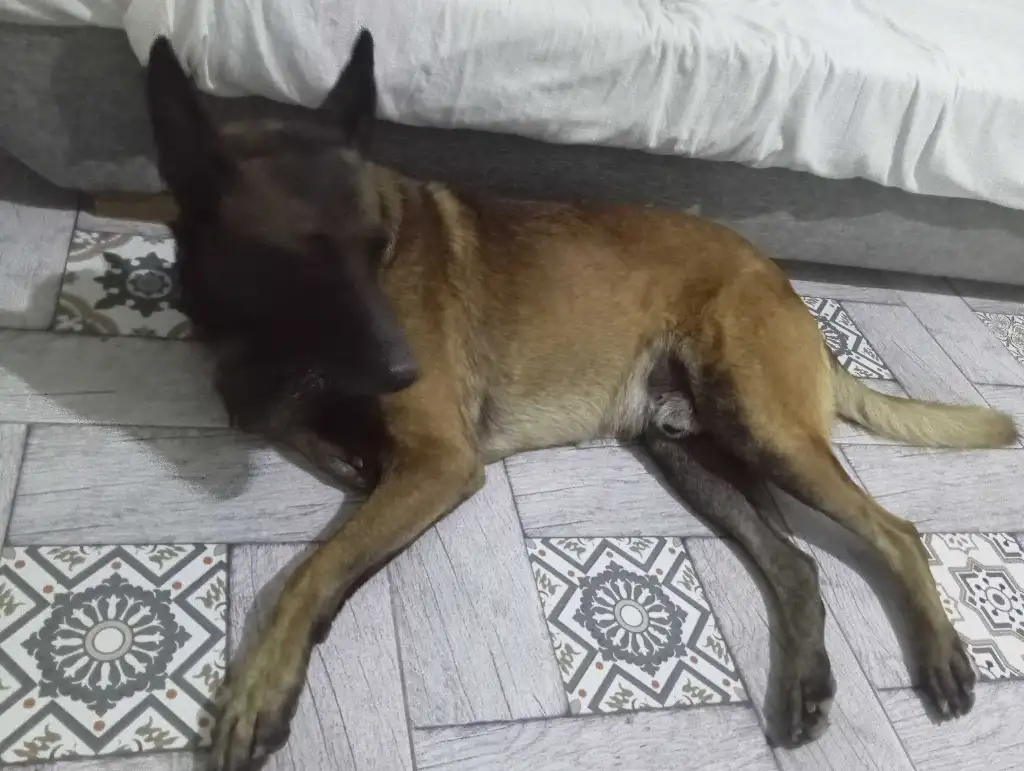 Malinoi a adopté 