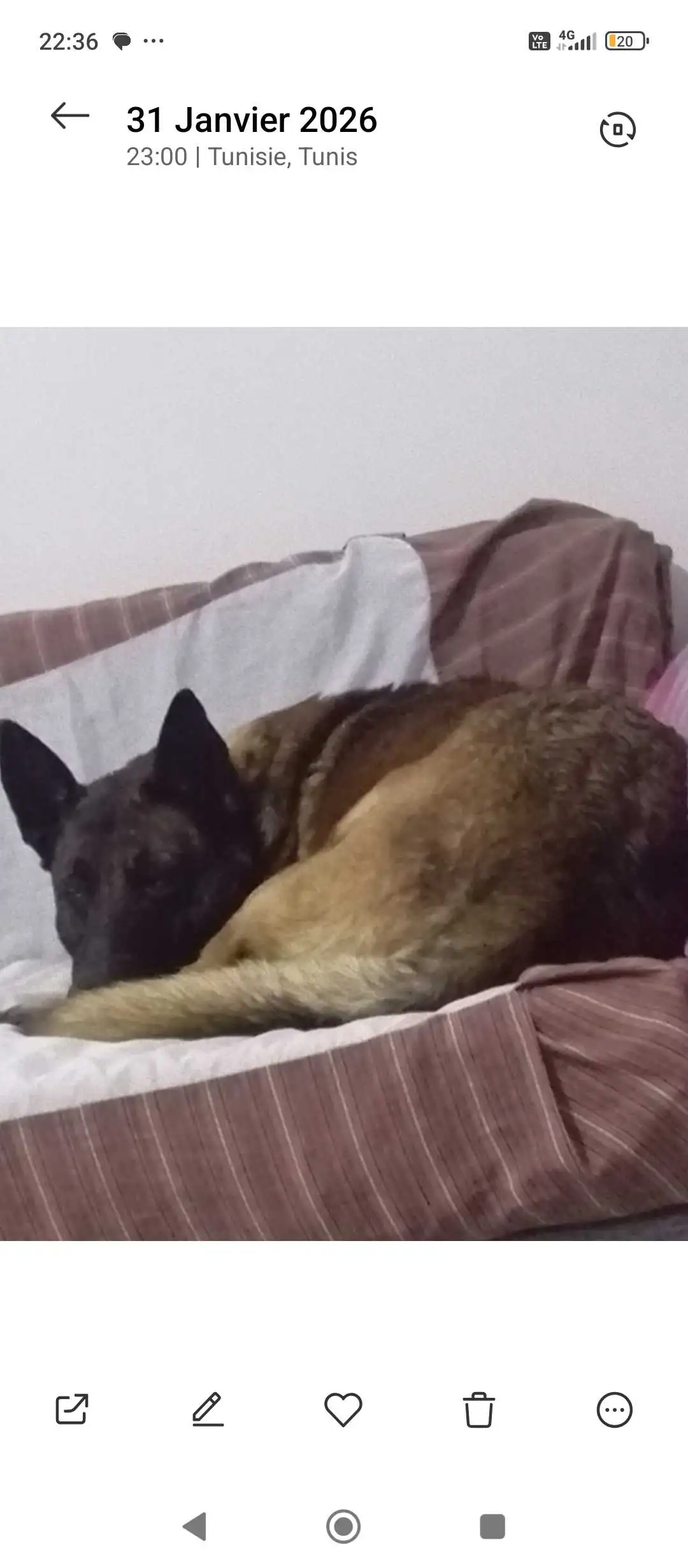 Malinoi a adopté 