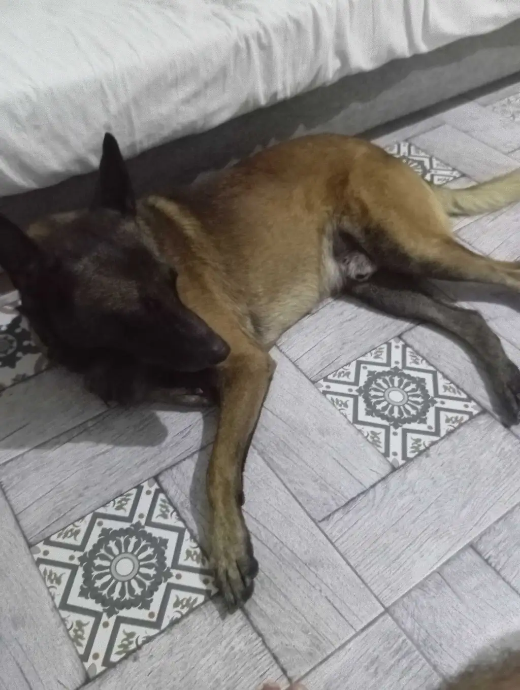 Malinoi a adopté 