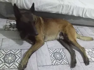 Malinoi a adopté 