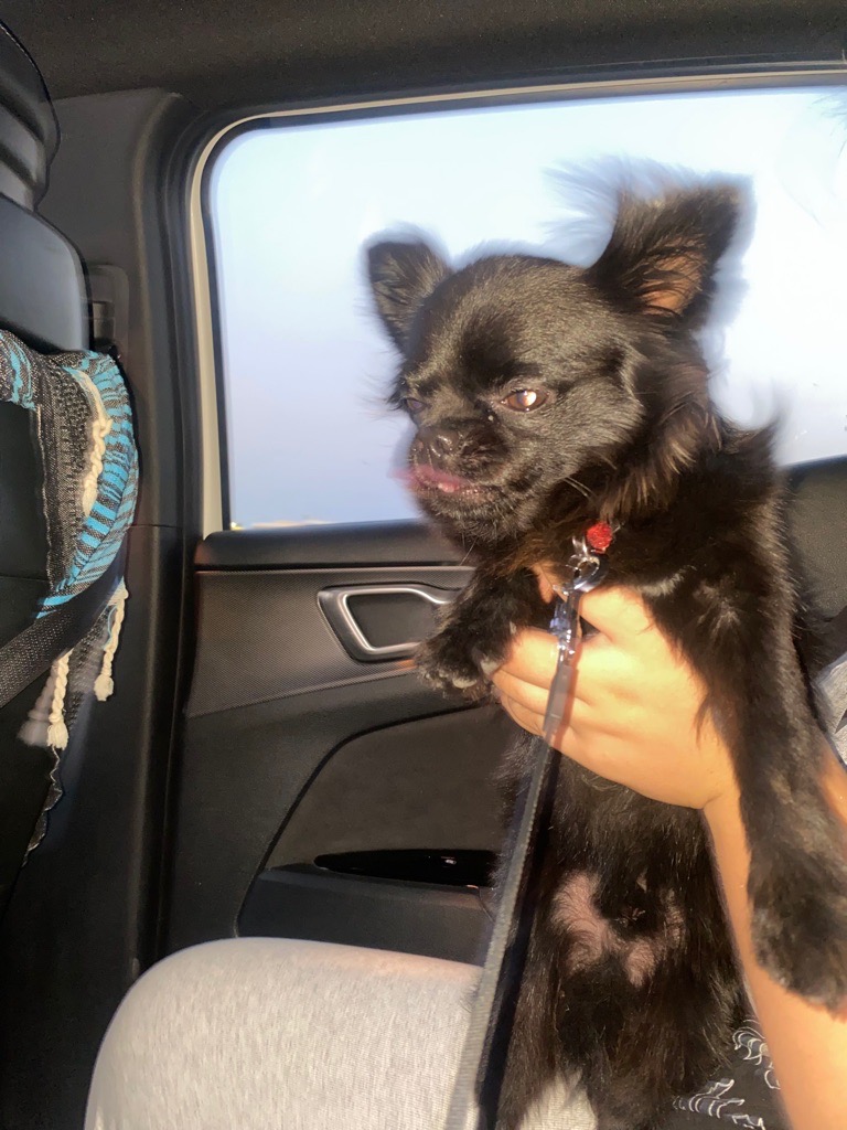 Kahla cherche une famille !!