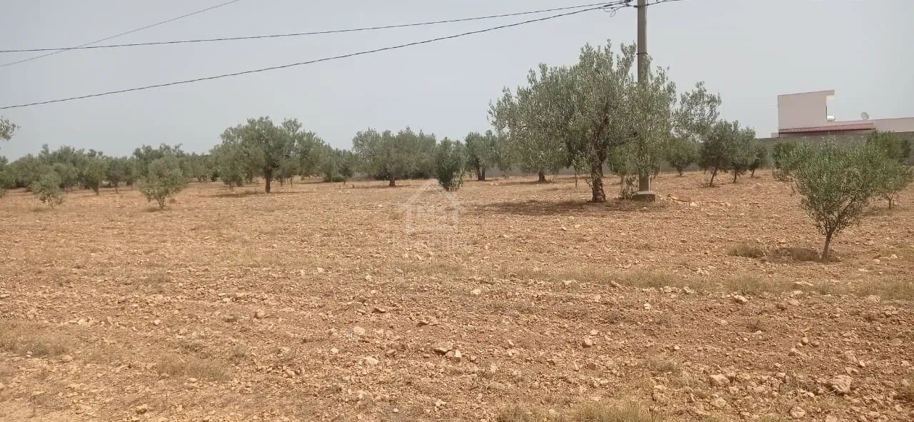 Terrain de 4800 m² à Sidi Mtir à vendre à 270 MD 51355351