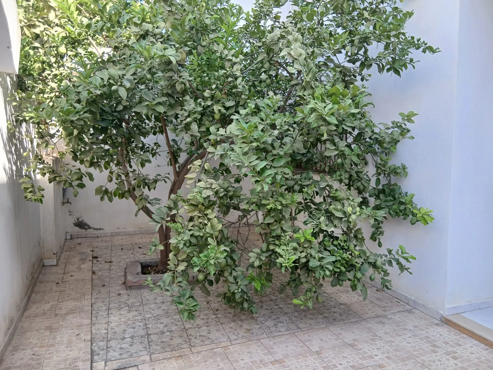 mrezgua hammamet nord