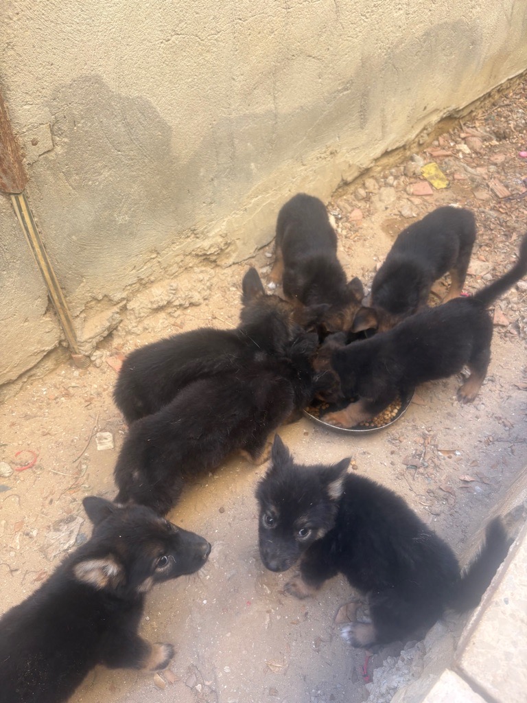 Chiots 45 jours