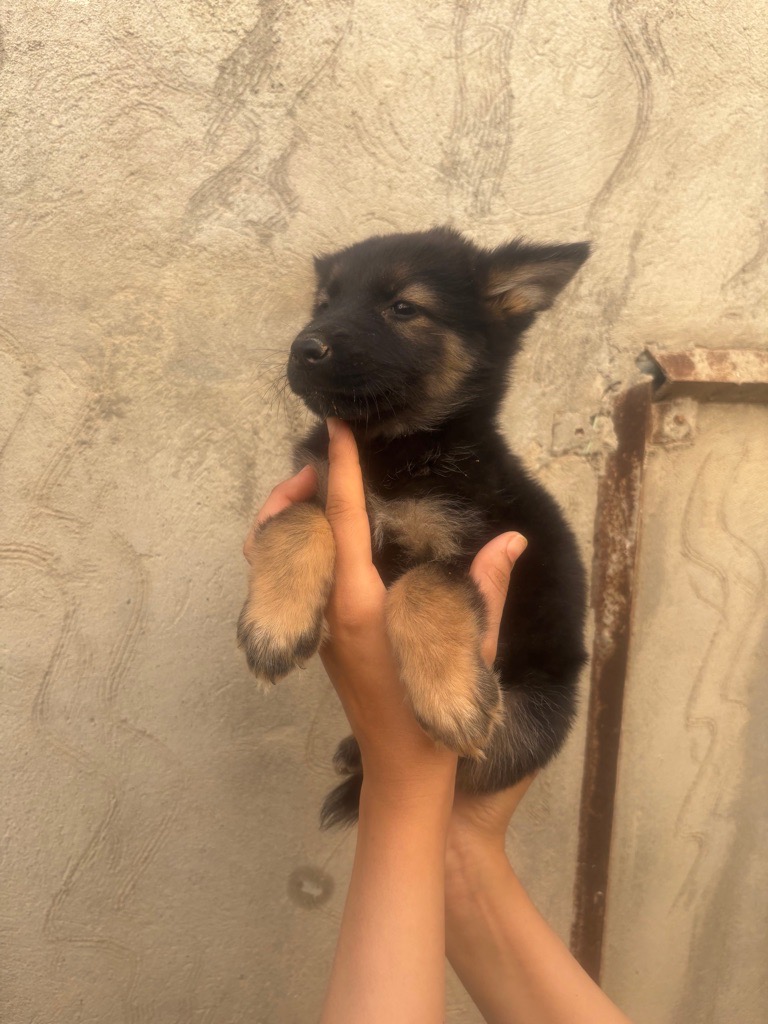 Chiots 45 jours