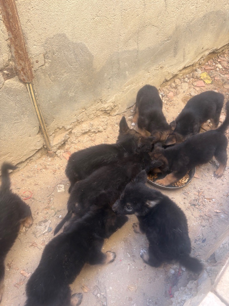 Chiots 45 jours