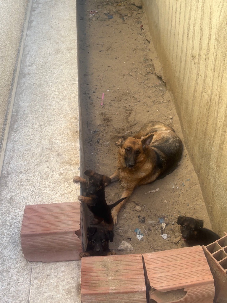 Chiots 45 jours