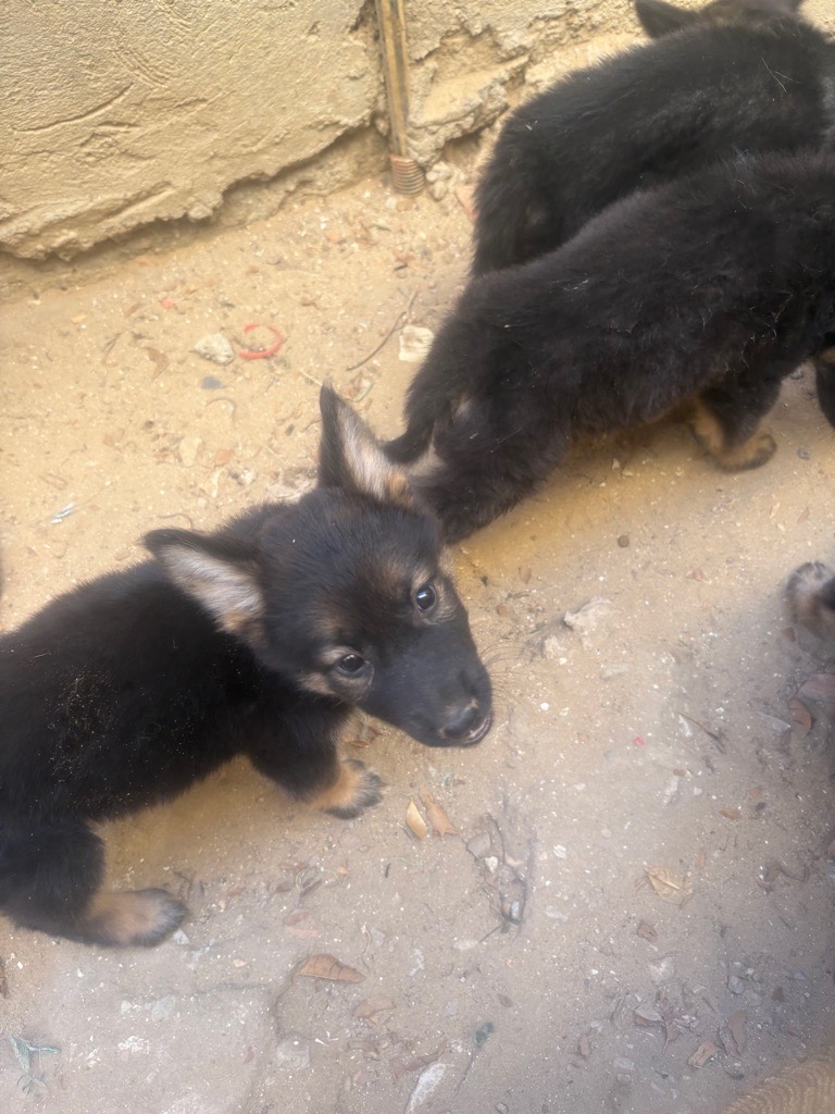 Chiots 45 jours