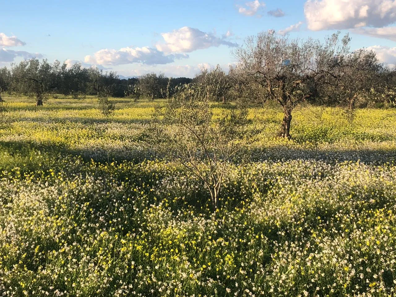 💚Terrain Agricole + Maison S2 En Vente | Sidi Bou Ali, El Jabia