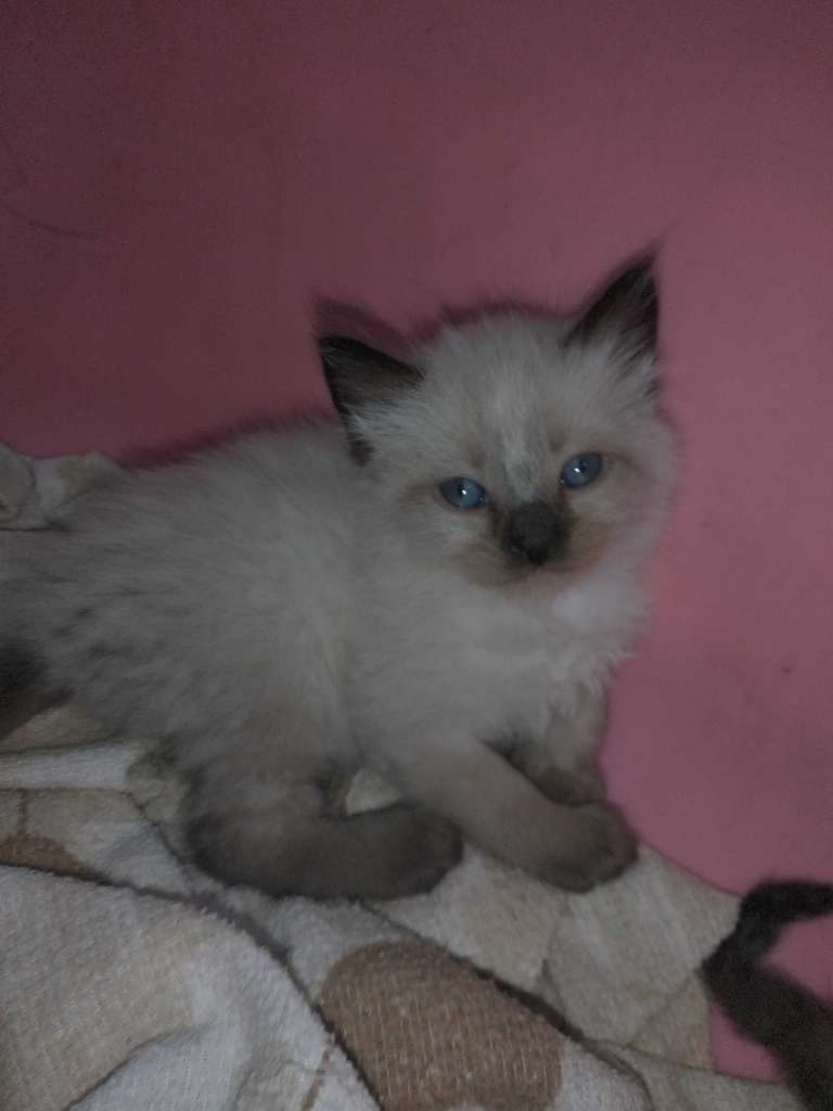 Chaton siamois 
