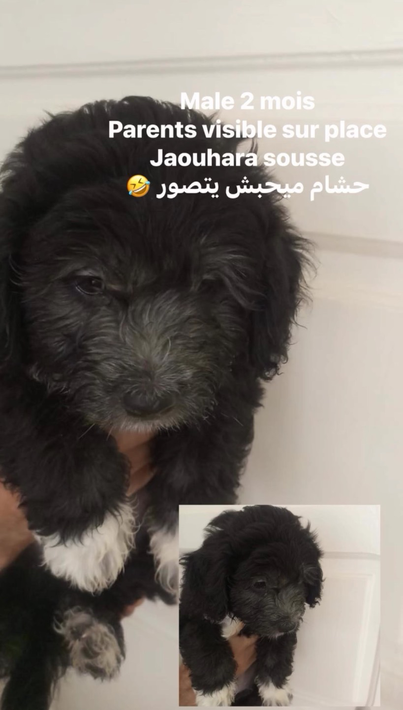 Caniche havanais