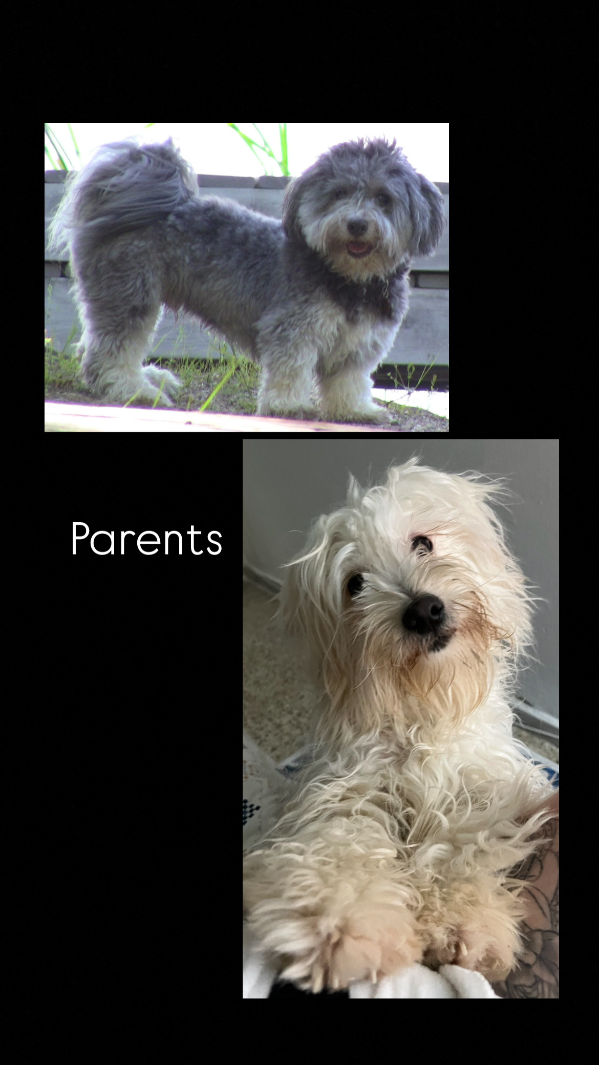 Caniche havanais
