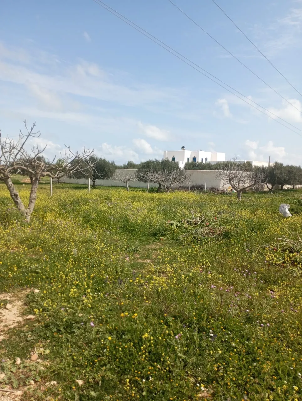 beau terrain de 250m à hammamet sud 