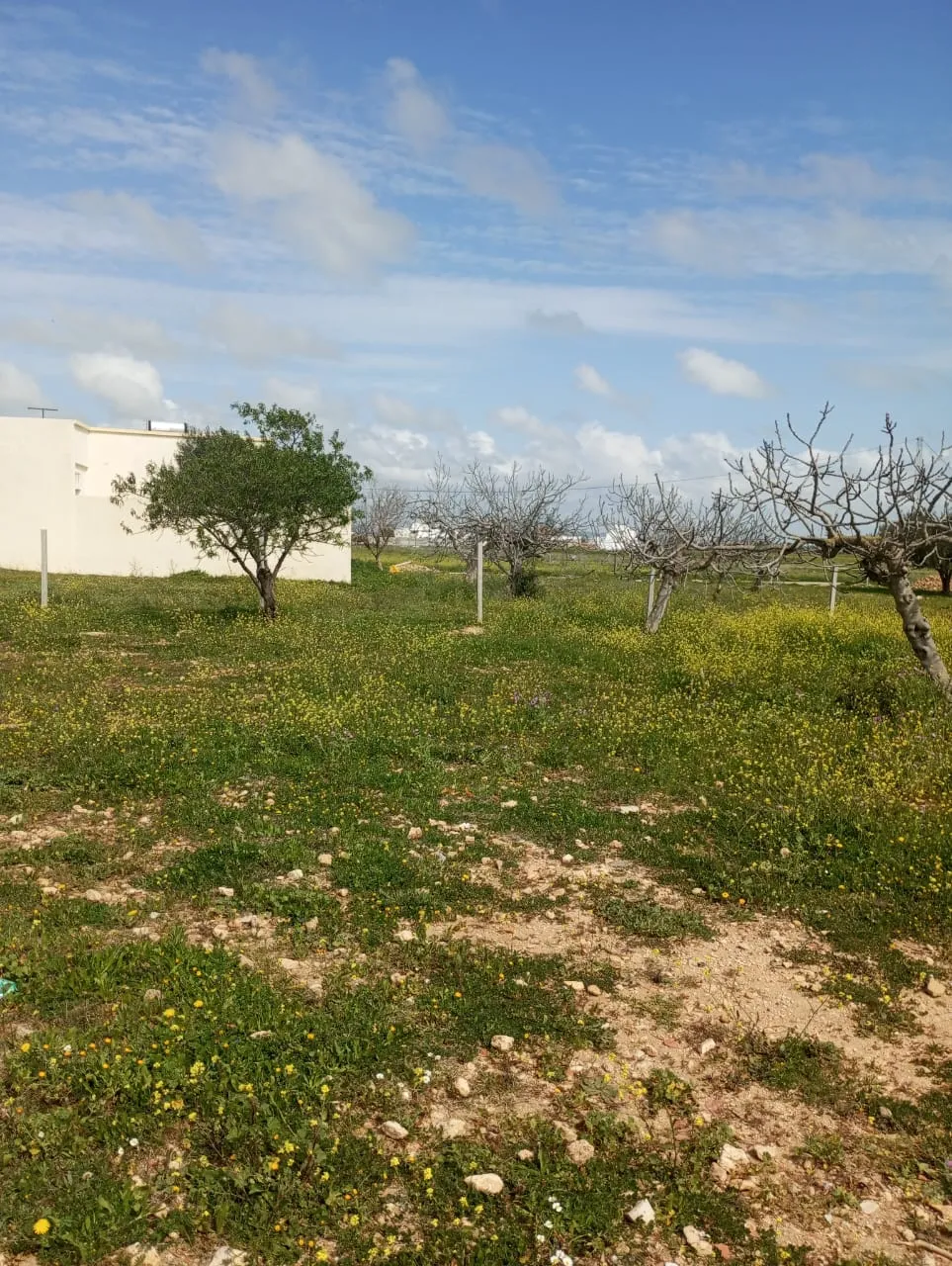 beau terrain de 250m à hammamet sud 