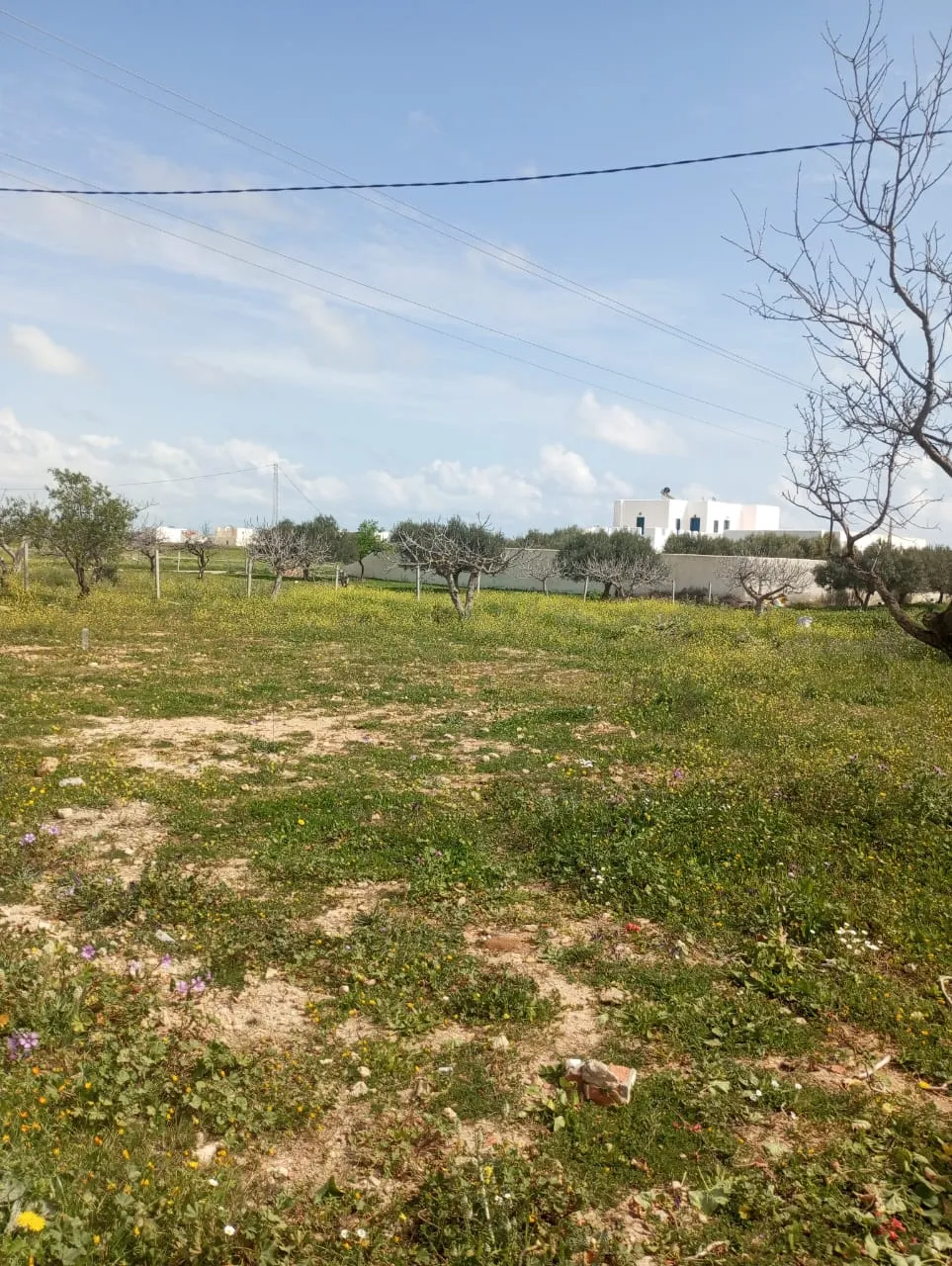 beau terrain de 250m à hammamet sud 