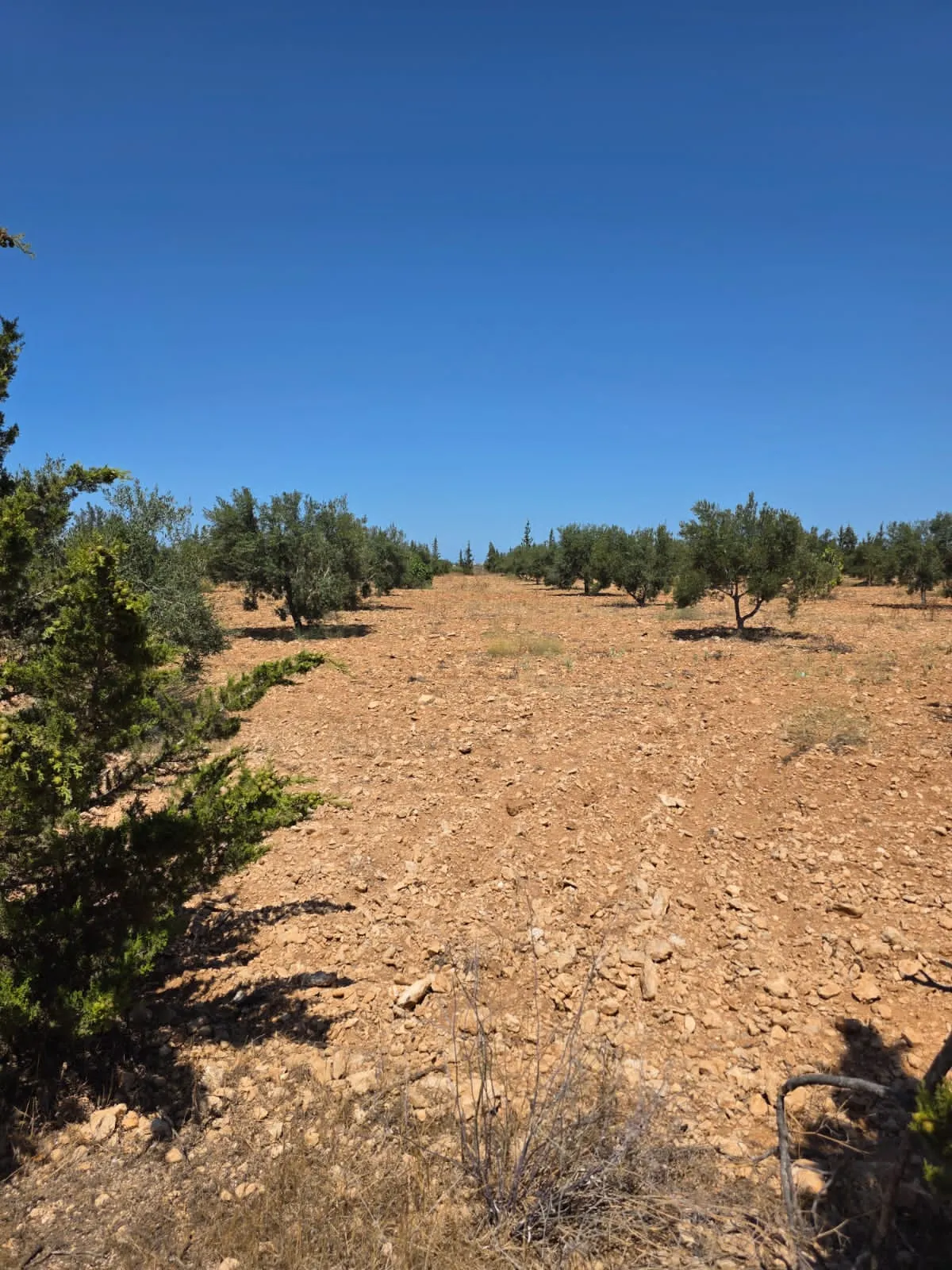 đłINVESTISSEZ DANS LA TERRE: Terrain Agricole TitrĂ© Ă Knena â Sidi Bou AliđŸ