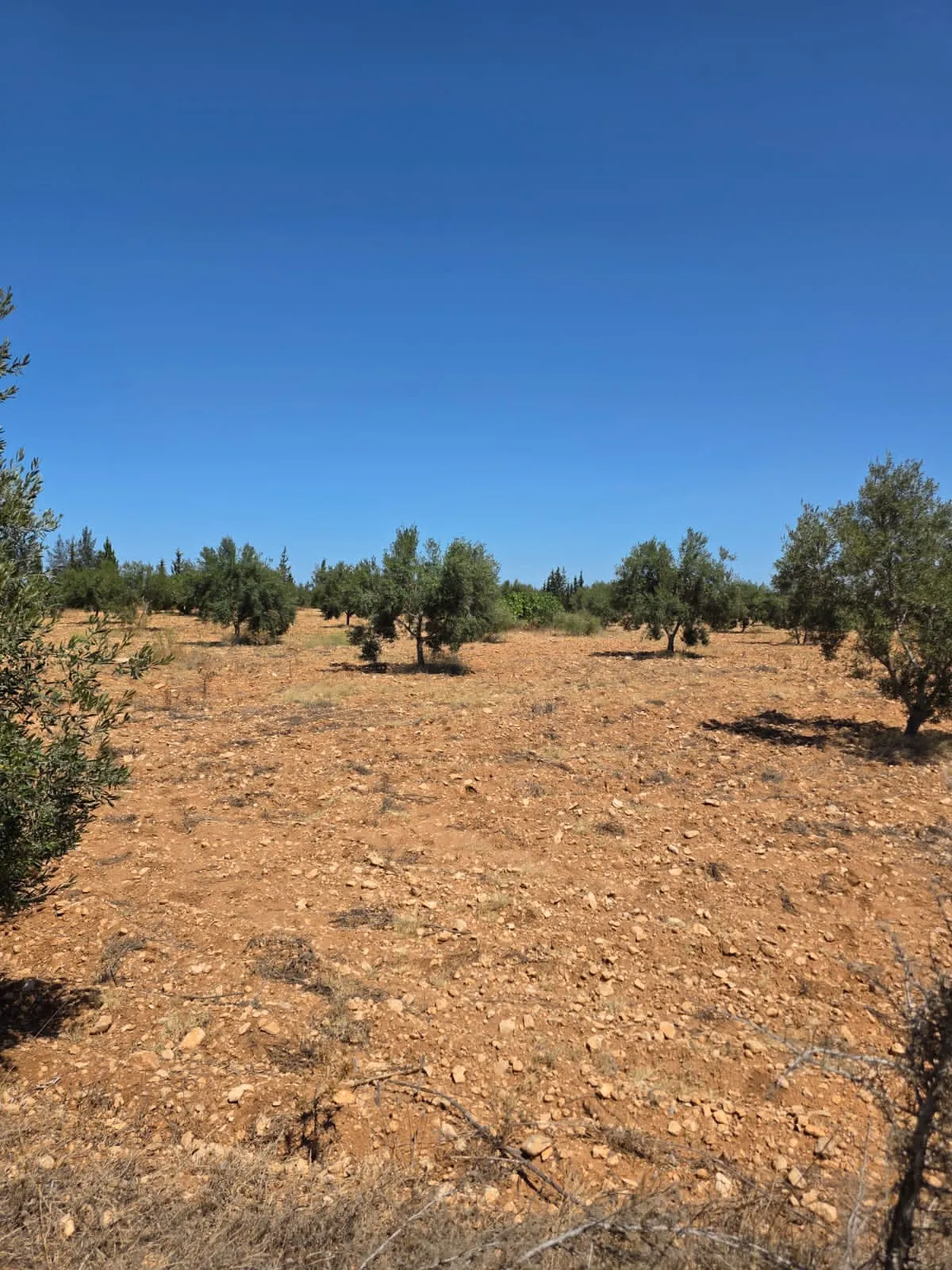 đłINVESTISSEZ DANS LA TERRE: Terrain Agricole TitrĂ© Ă Knena â Sidi Bou AliđŸ