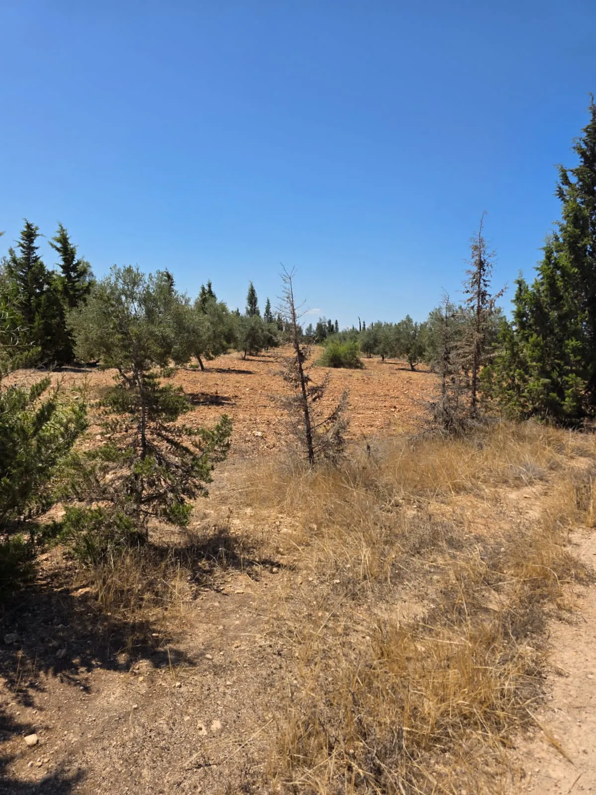 đłINVESTISSEZ DANS LA TERRE: Terrain Agricole TitrĂ© Ă Knena â Sidi Bou AliđŸ