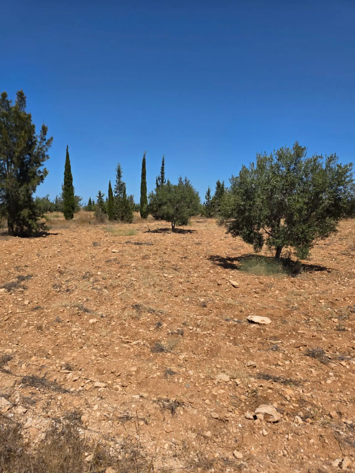 đłINVESTISSEZ DANS LA TERRE: Terrain Agricole TitrĂ© Ă Knena â Sidi Bou AliđŸ