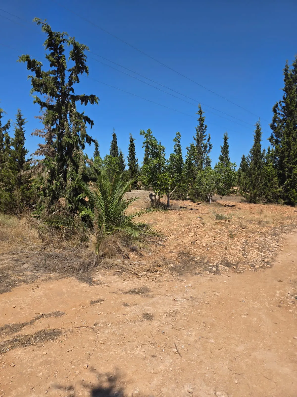 đłINVESTISSEZ DANS LA TERRE: Terrain Agricole TitrĂ© Ă Knena â Sidi Bou AliđŸ