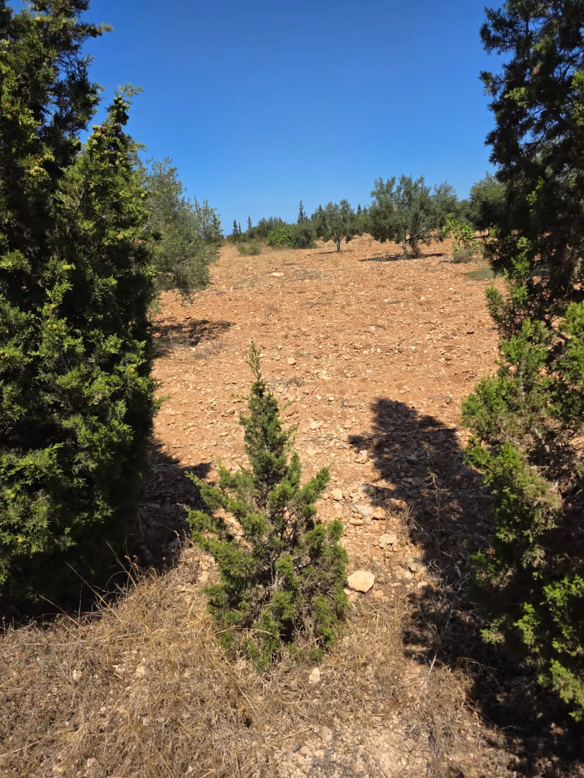 đłINVESTISSEZ DANS LA TERRE: Terrain Agricole TitrĂ© Ă Knena â Sidi Bou AliđŸ