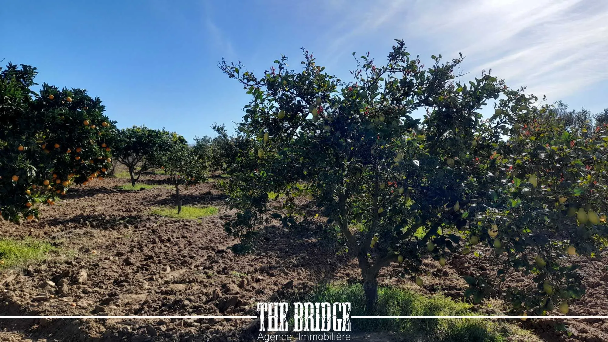 Ferme à Mhedhba route Nabeul