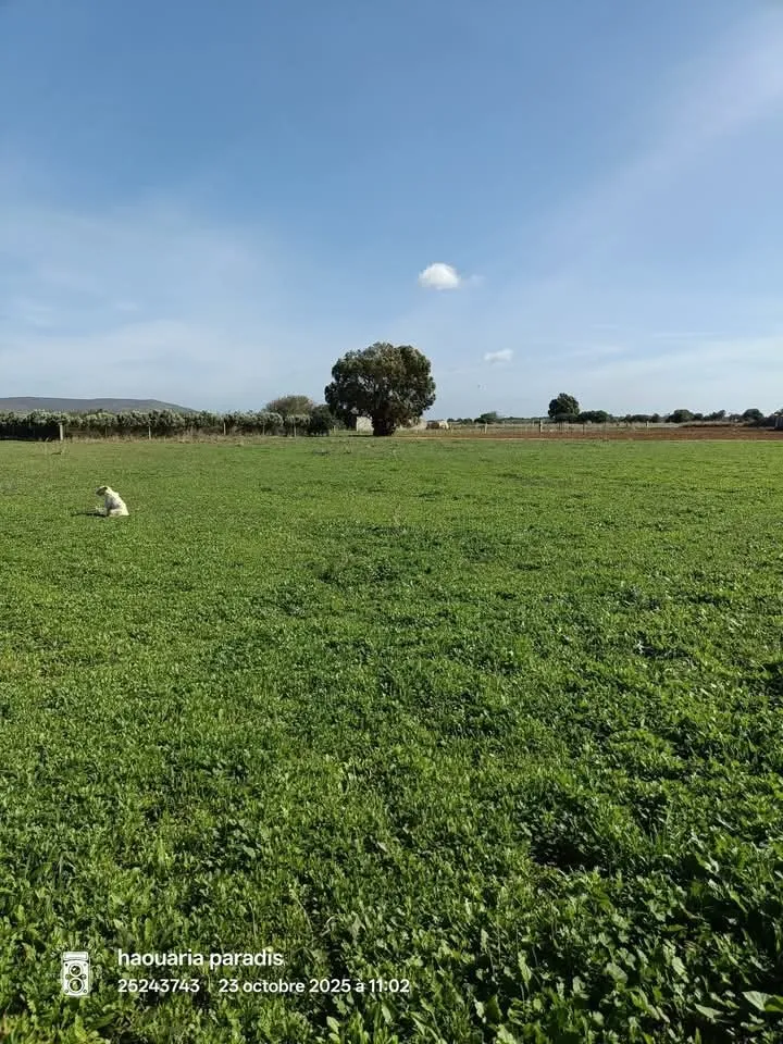 Un terrain a vendre a elhaouaria Surface : 8000m² 