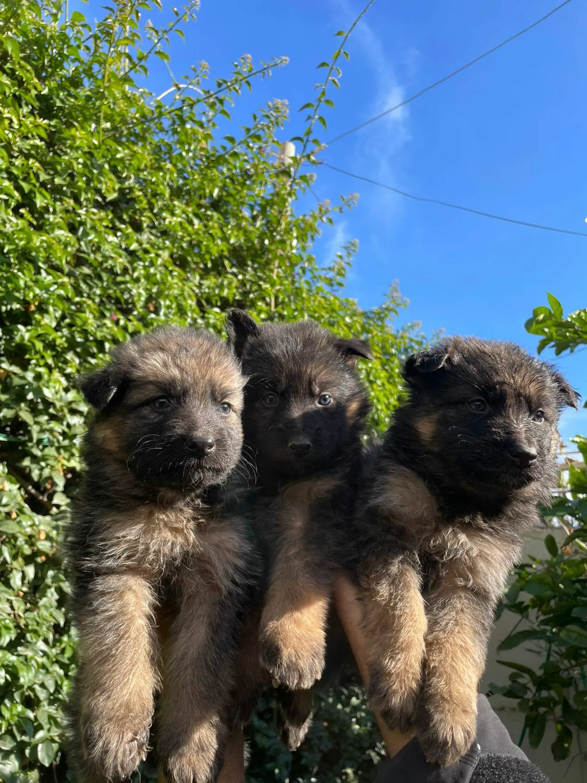 Chiot berger allemend ✅