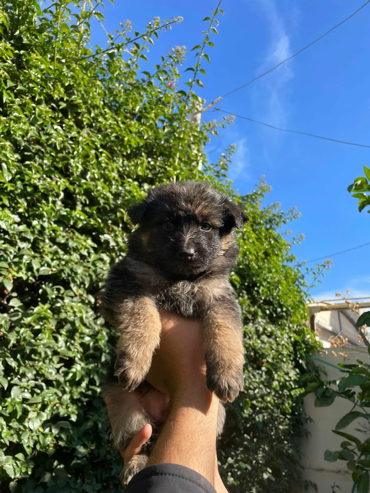 Chiot berger allemend ✅