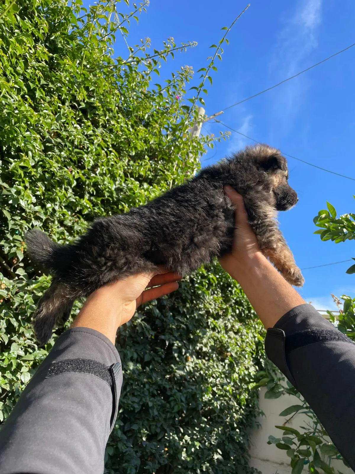 Chiot berger allemend ✅