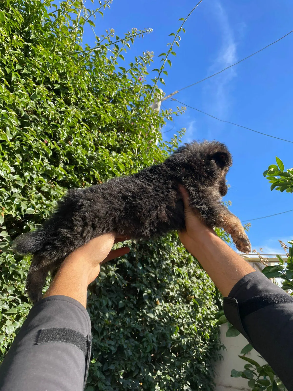 Chiot berger allemend ✅