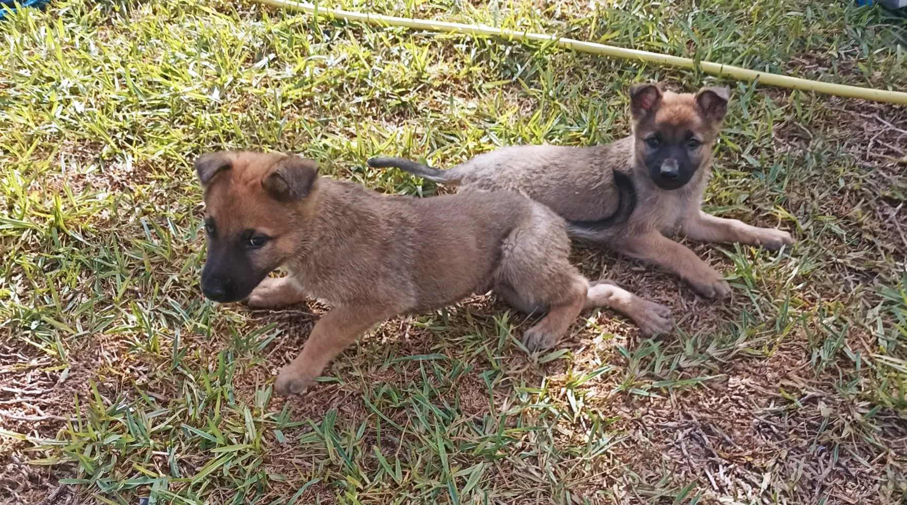 Vente 2 chiots berger belge malinois