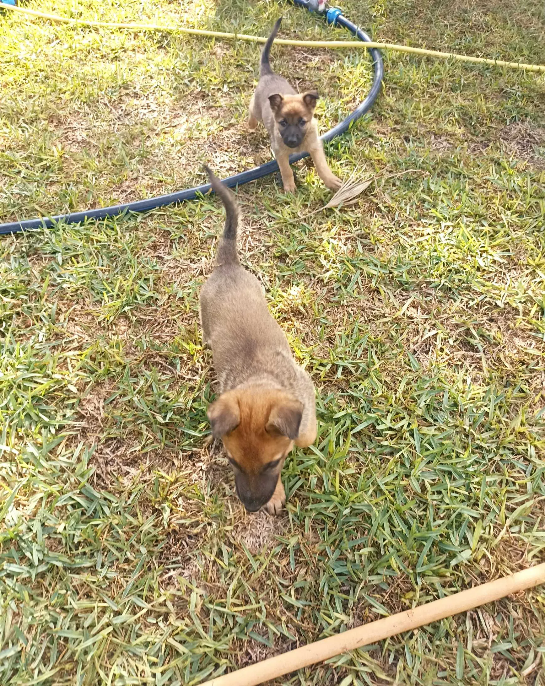 Vente 2 chiots berger belge malinois