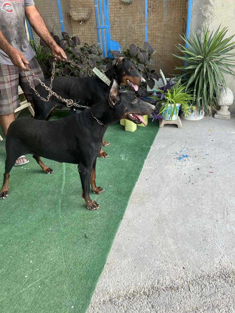 COUPLE DOBERMAN