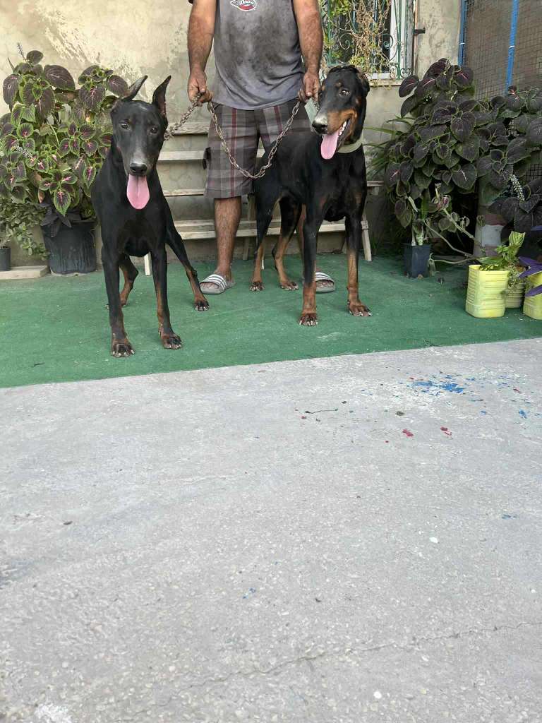 COUPLE DOBERMAN