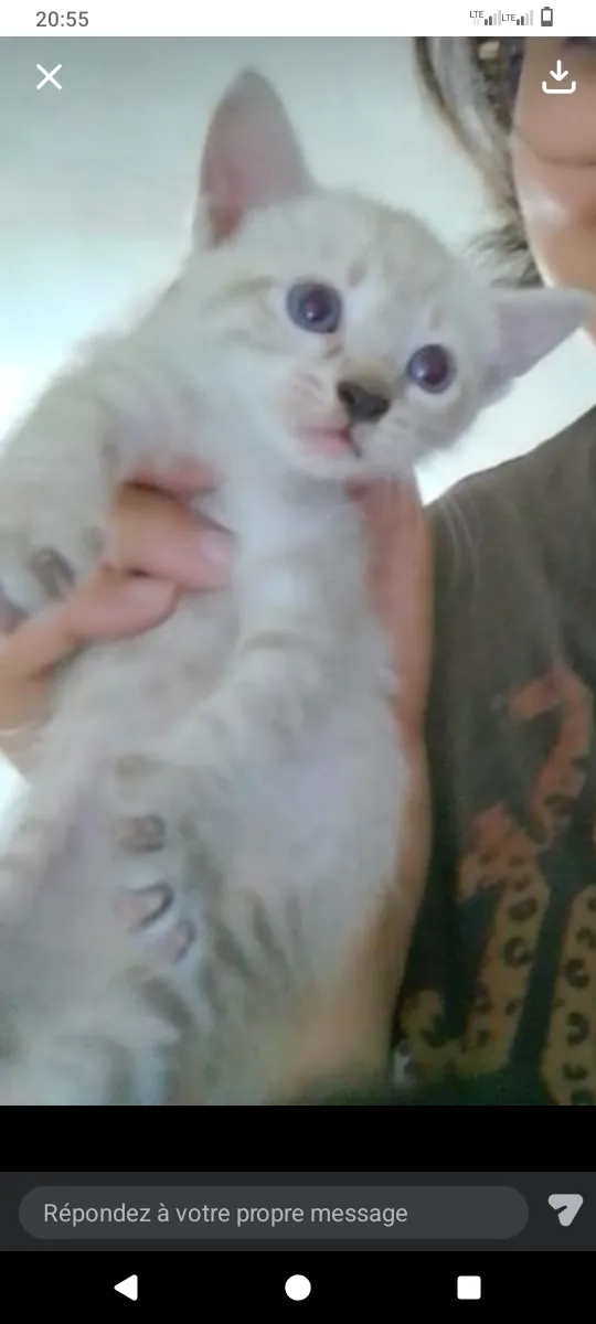Chaton Ragdoll