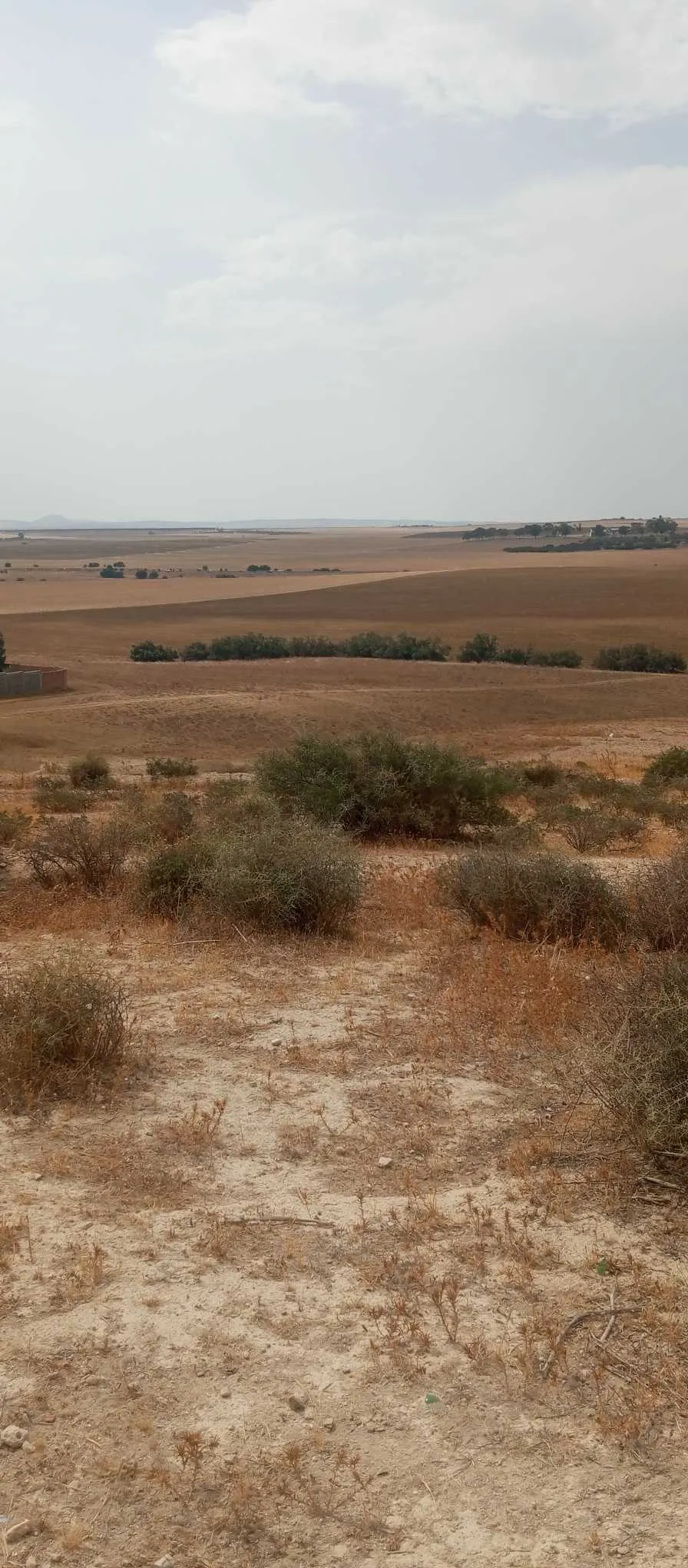 42 ha Béja