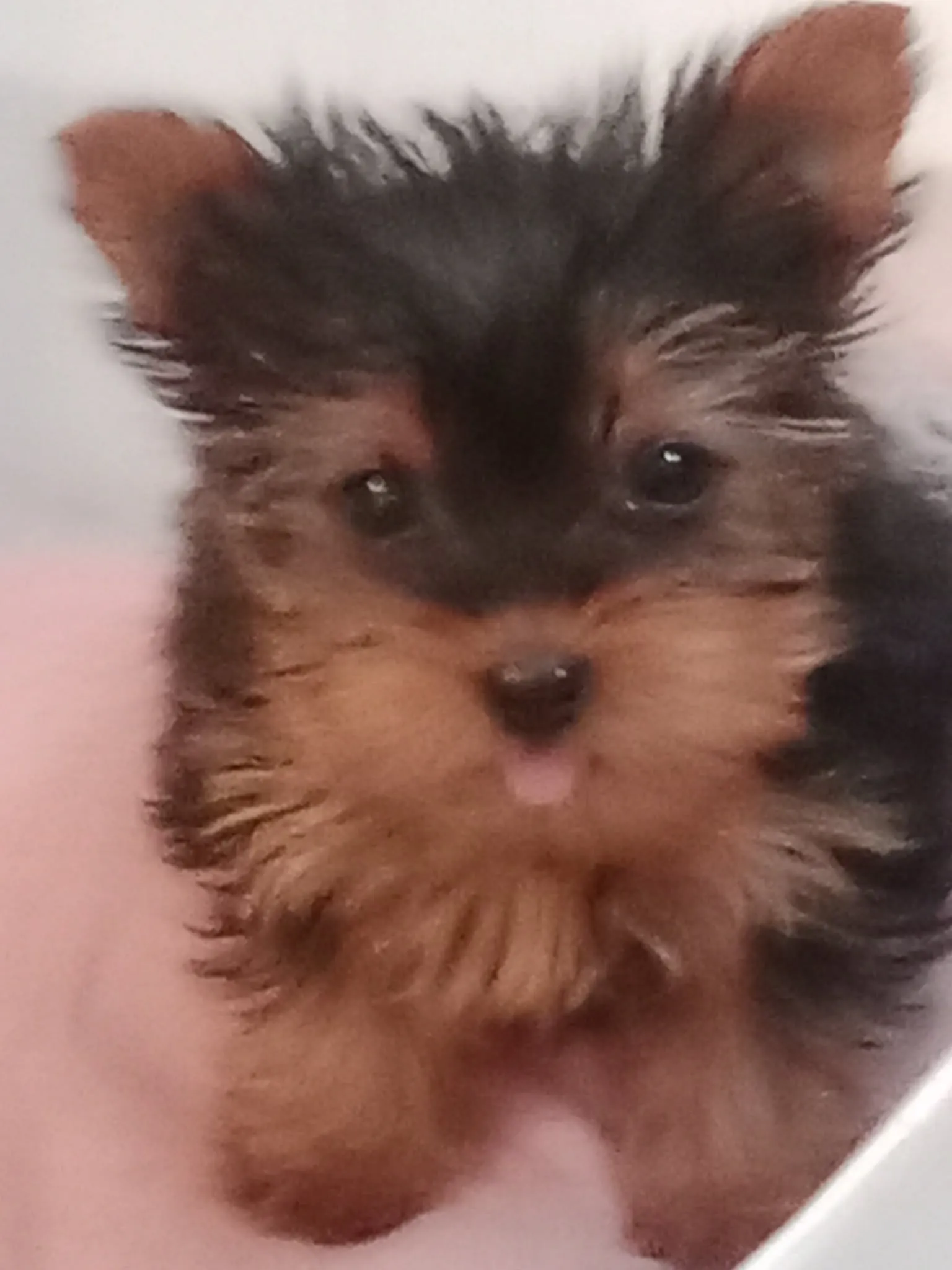 Chiot Yorkshire (femelle)