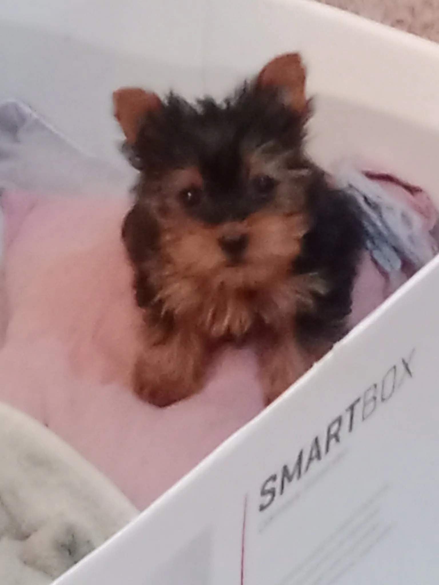 Chiot Yorkshire (femelle)