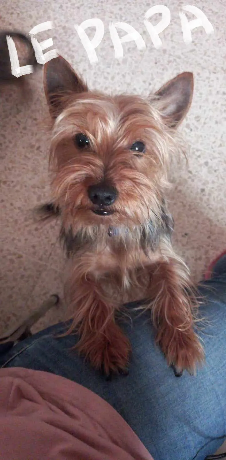 Chiot Yorkshire (femelle)