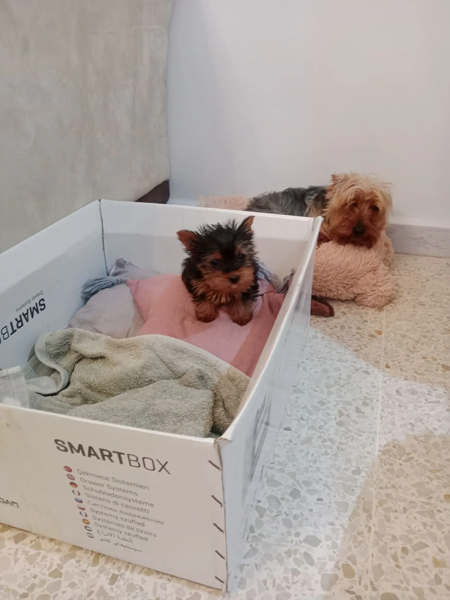 Chiot Yorkshire (femelle)