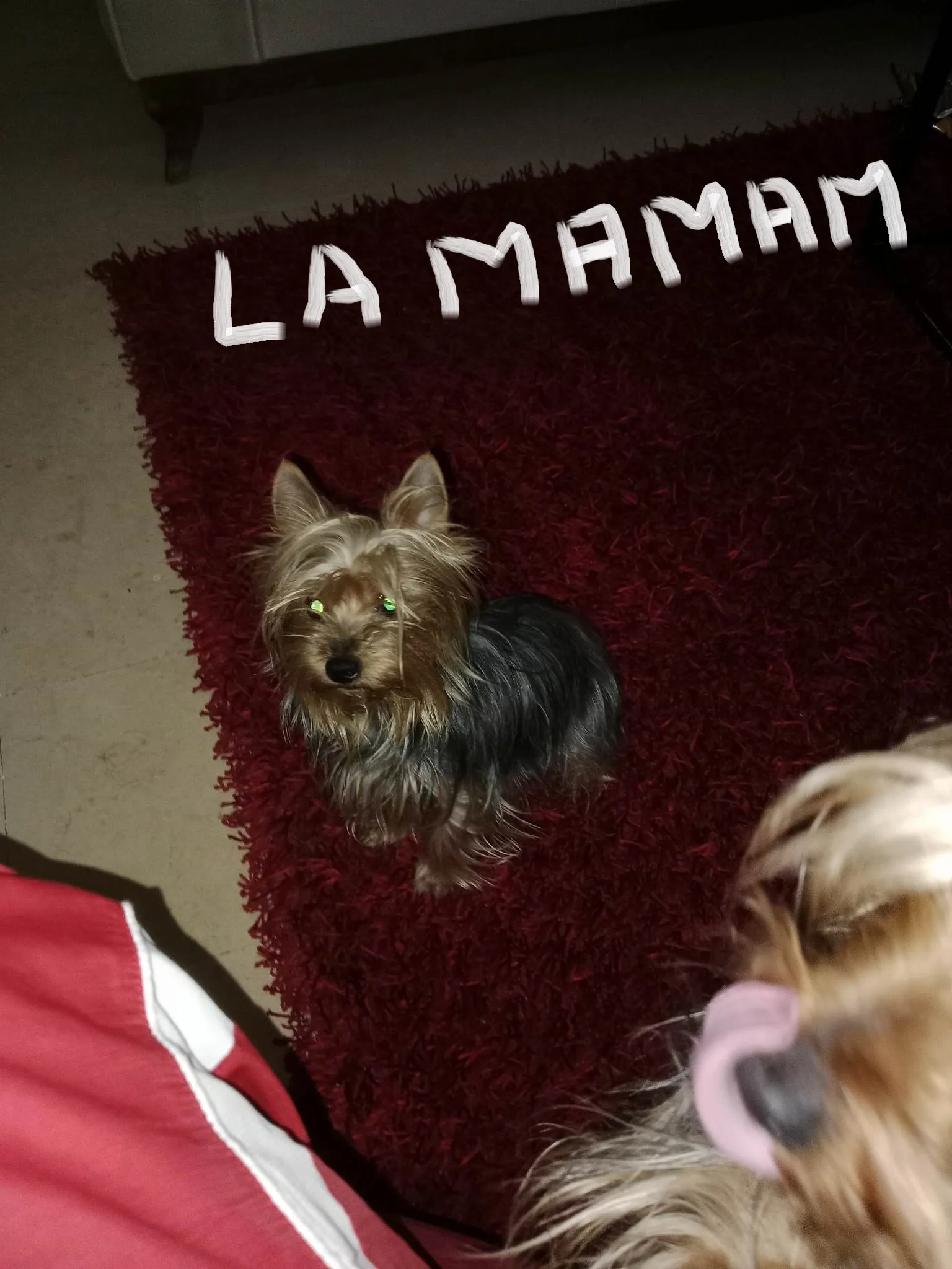 Chiot Yorkshire (femelle)