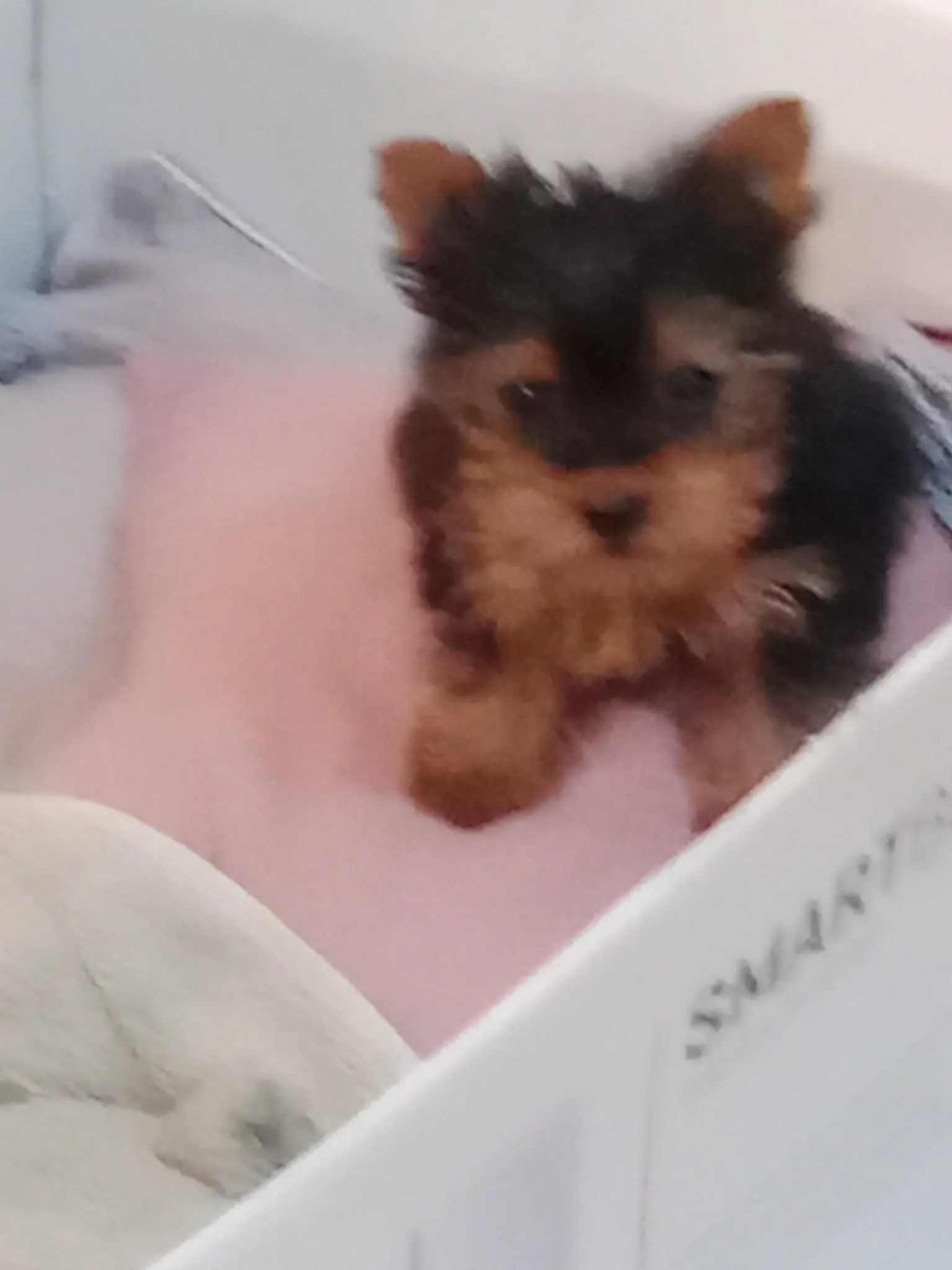 Chiot Yorkshire (femelle)