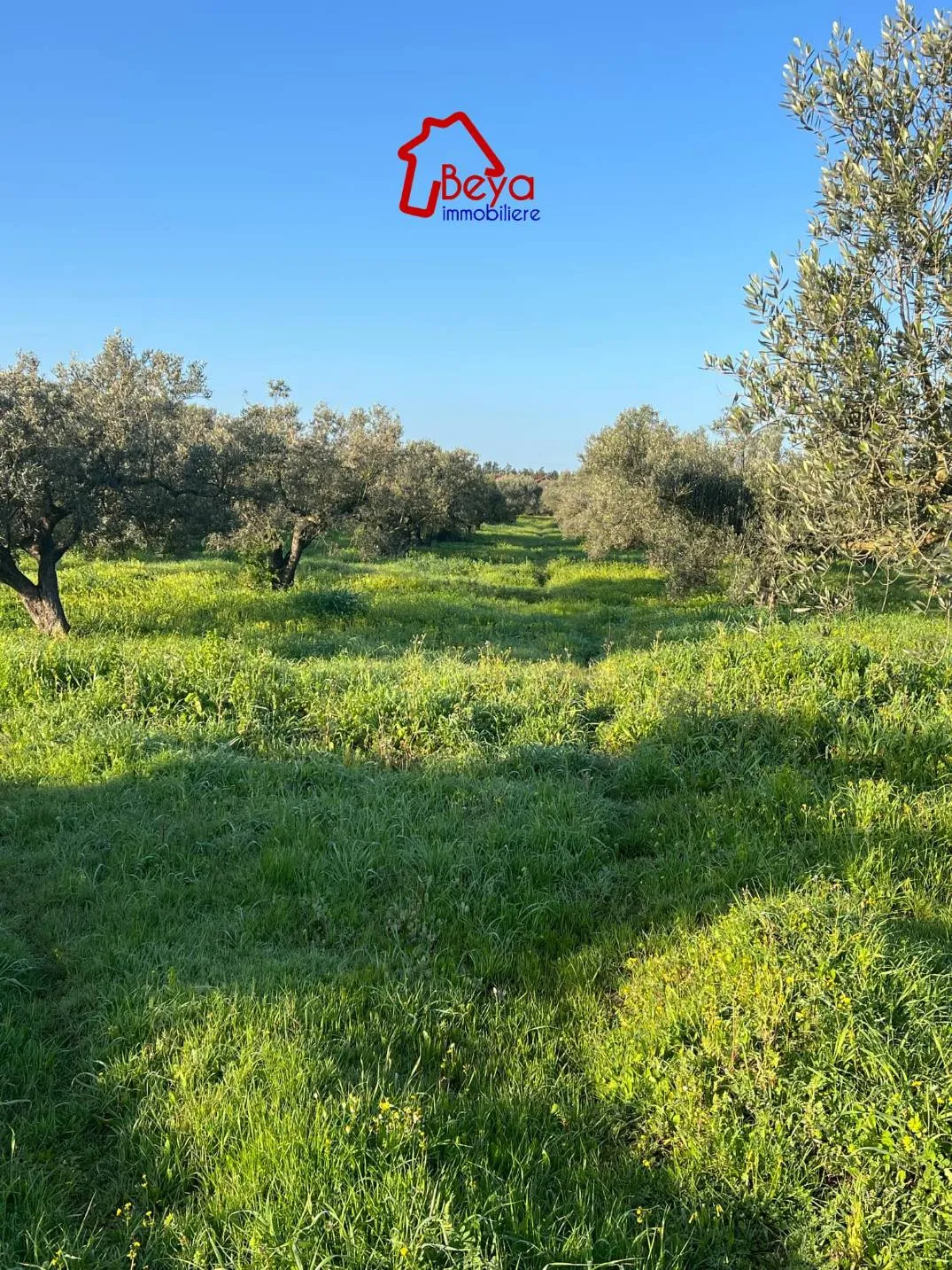 terrain KOBRA VTM010.