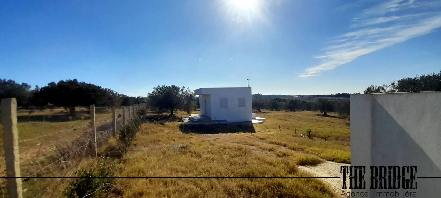 Un hectare d'oliviers