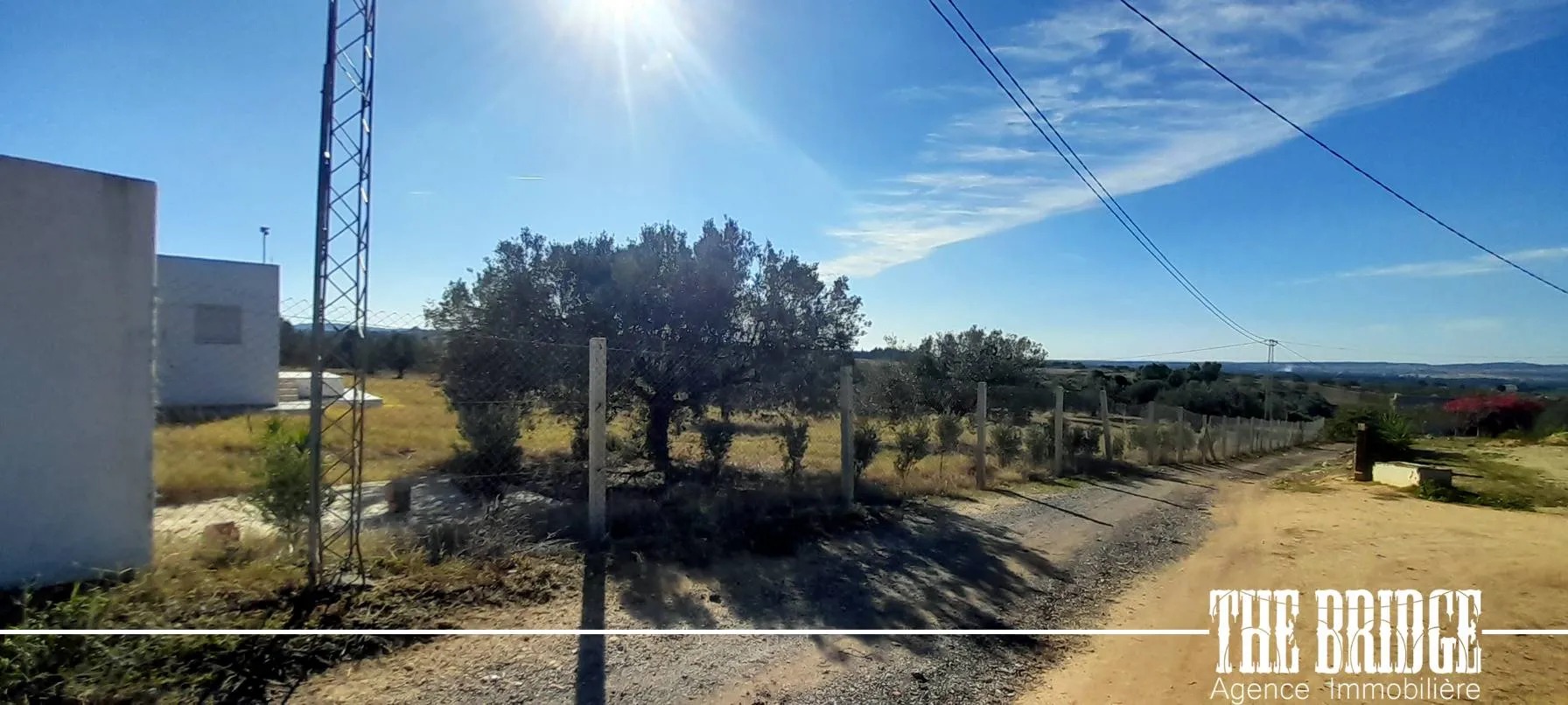 Un hectare d'oliviers