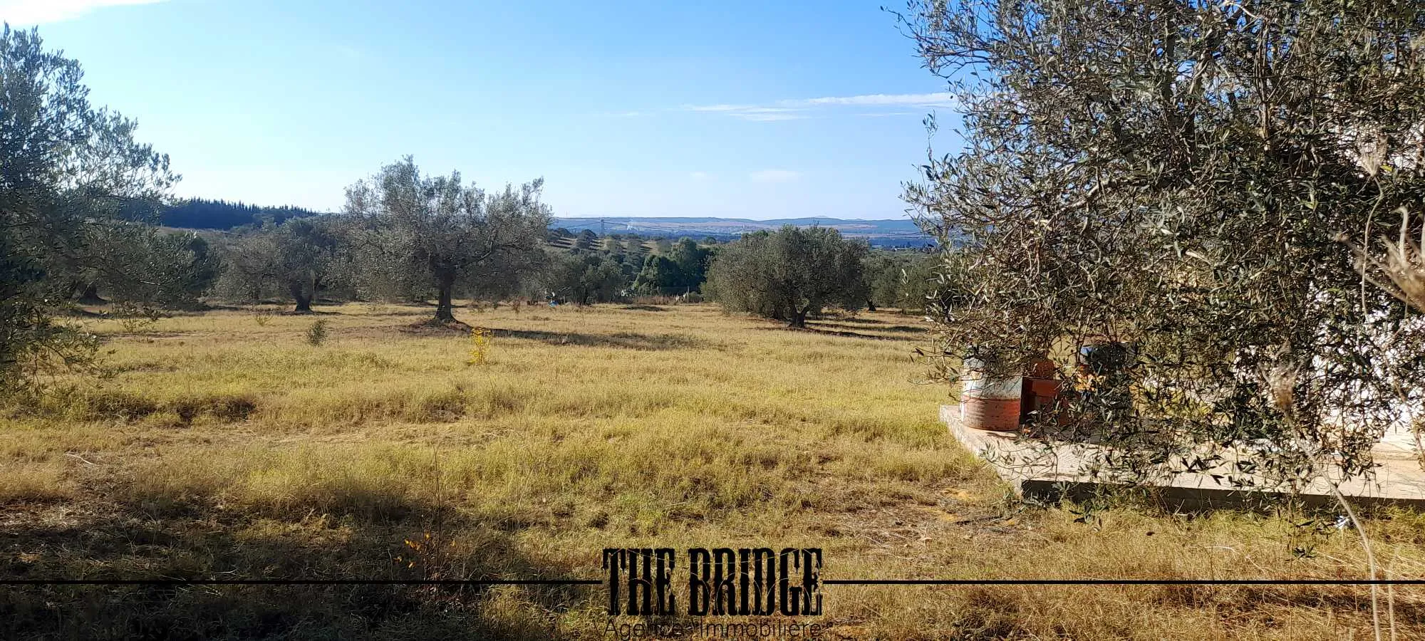 Un hectare d'oliviers